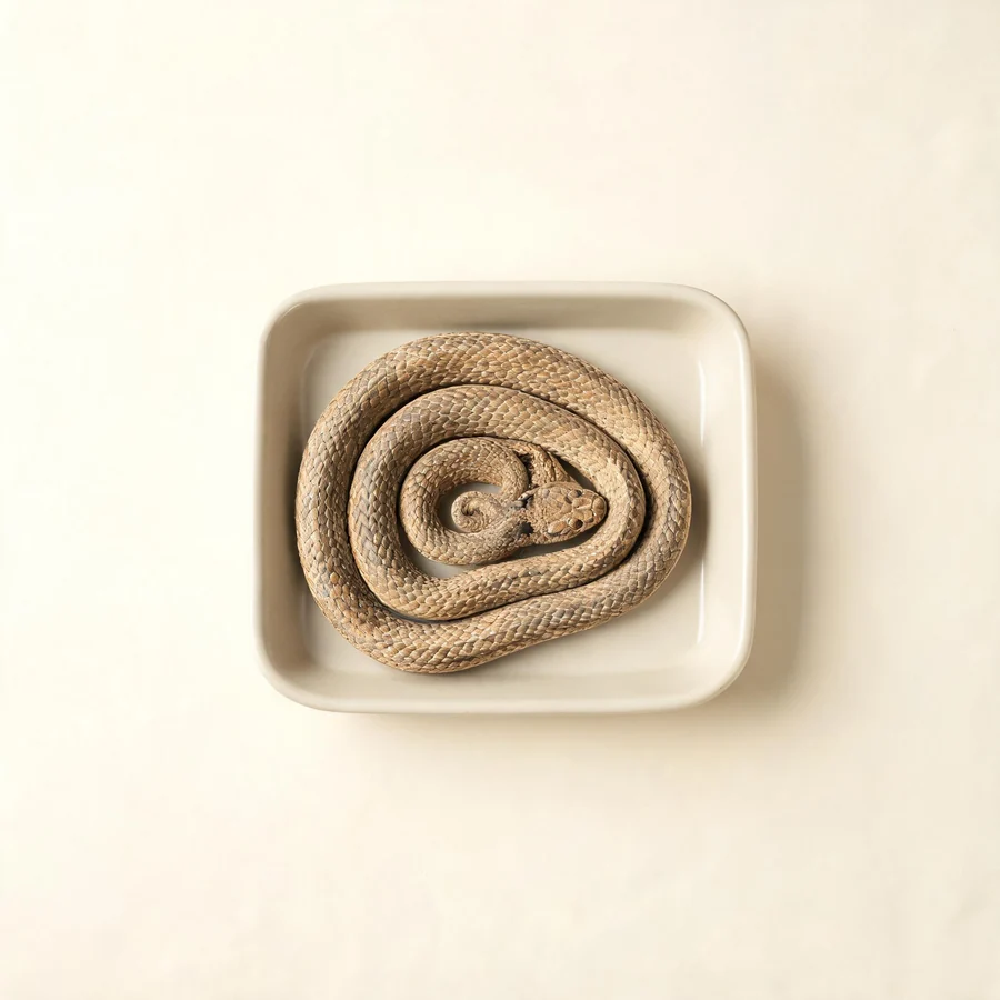 Dried Bai Hua She dried body arranged in a shallow bowl