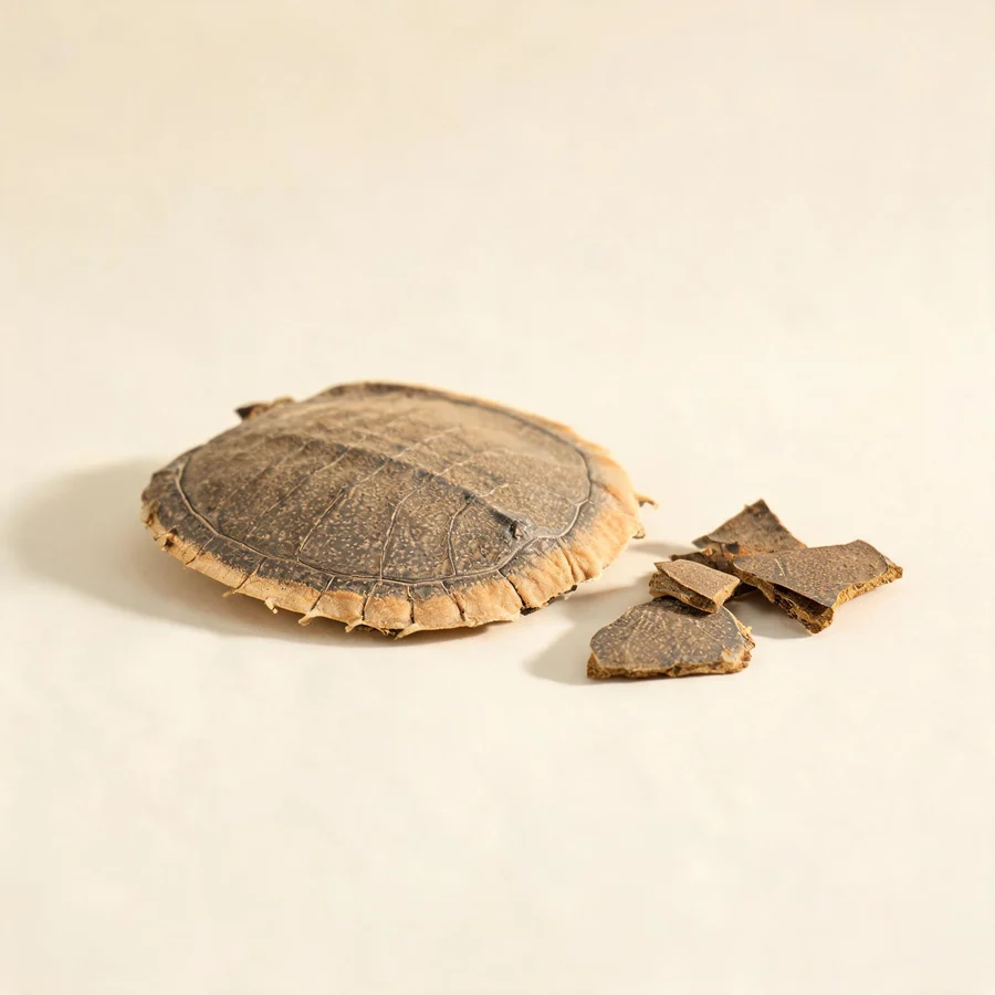 Dried Bie Jia vinegar-quenched dorsal shell arranged in a shallow bowl
