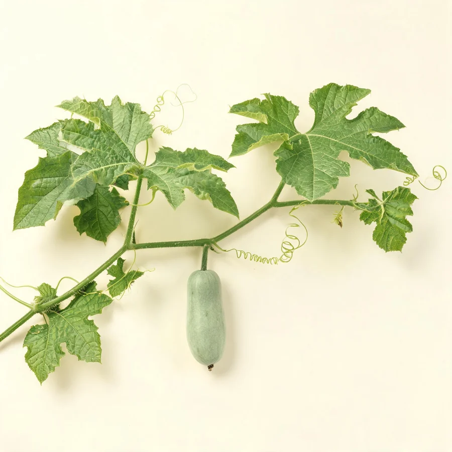 Botanical illustration of Benincasa hispida in flower, showing its leaves and flowering stem