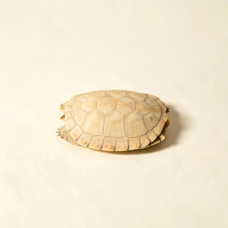 Dried Gui Ban ventral shell (plastron) arranged in a shallow bowl