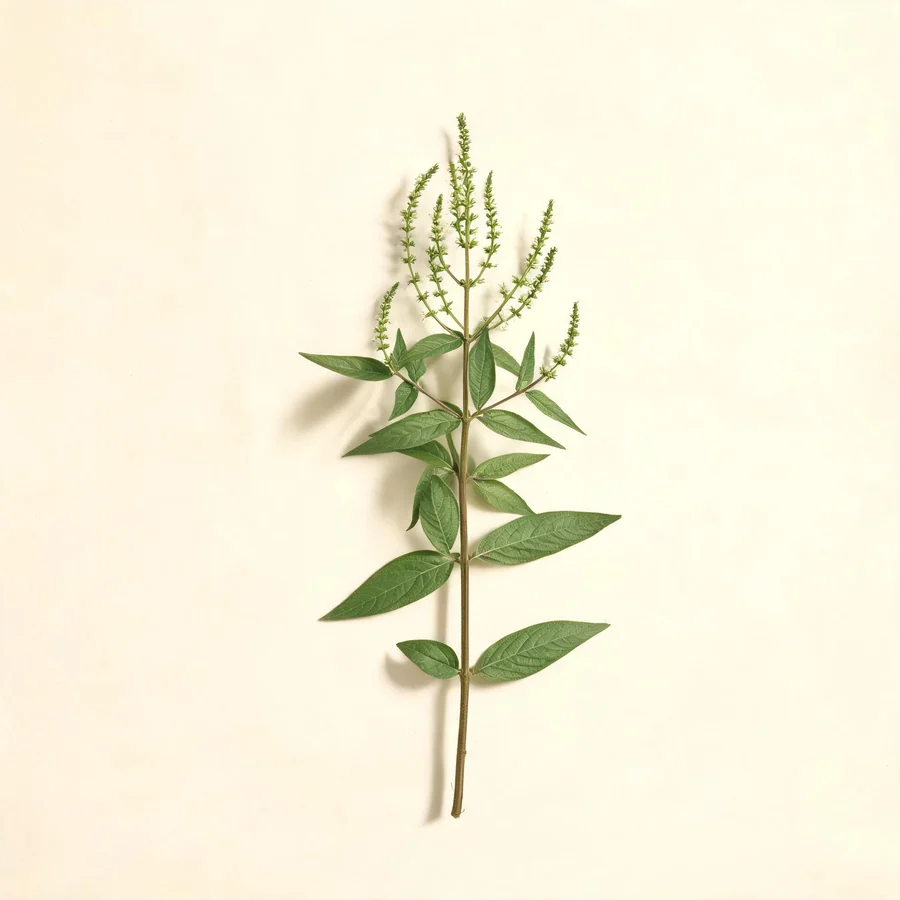 Botanical illustration of Achyranthes bidentata in flower, showing its leaves and flowering stem