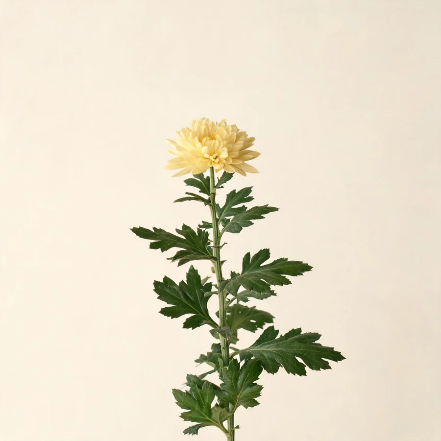 Botanical illustration of Chrysanthemum morifolium in flower, showing its leaves and flowering stem