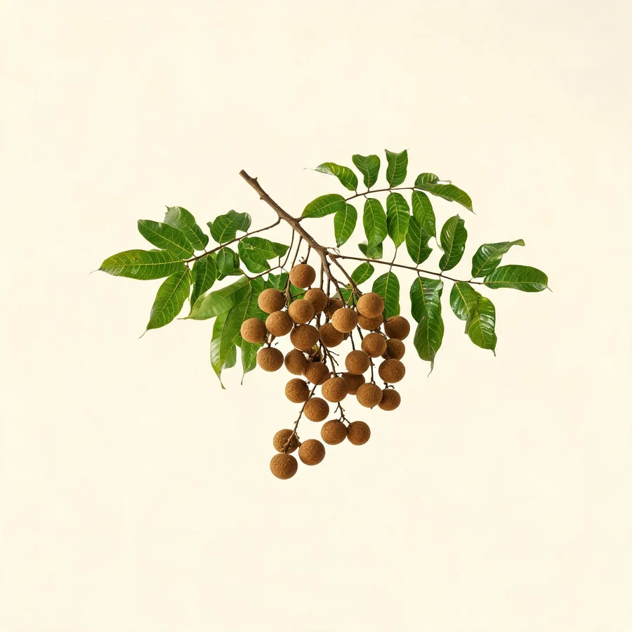 Botanical illustration of Dimocarpus longan in flower, showing its leaves and flowering stem