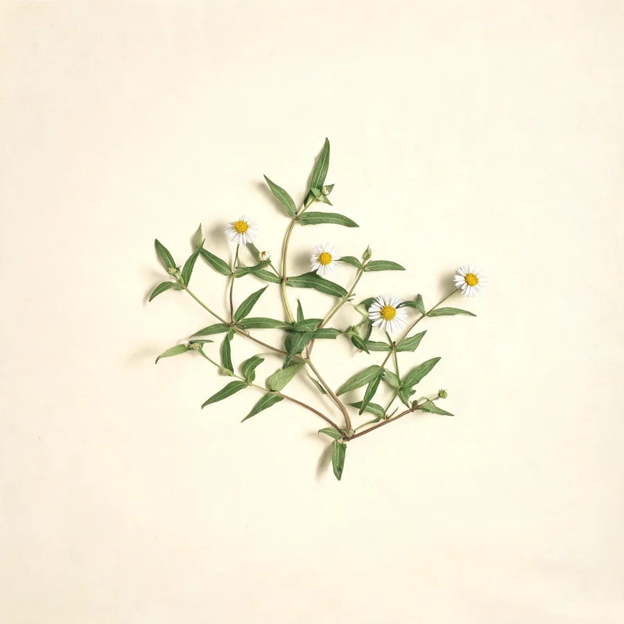Botanical illustration of Eclipta prostrata in flower, showing its leaves and flowering stem
