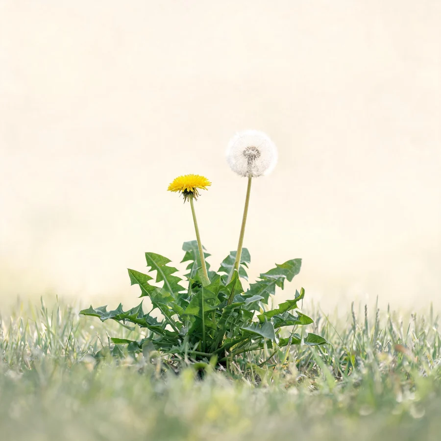 Botanical illustration of Taraxacum mongolicum in flower, showing its leaves and flowering stem