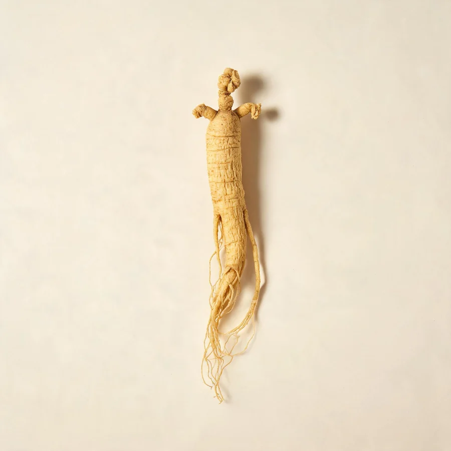 Dried Ren Shen root arranged in a shallow bowl