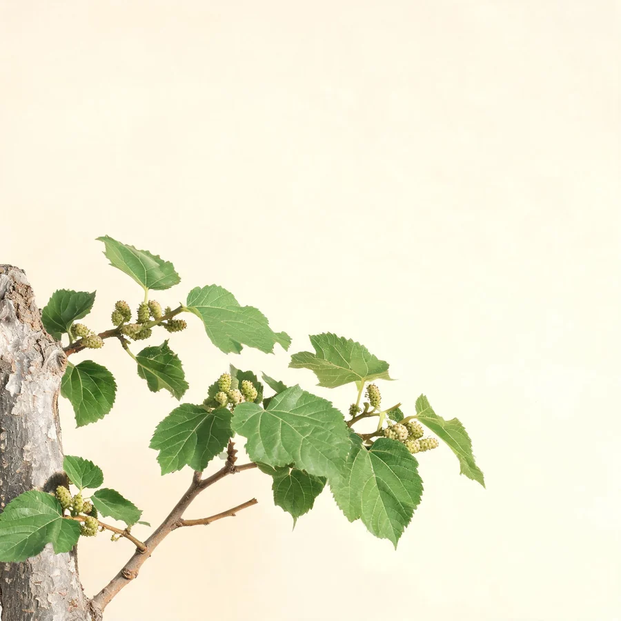 Botanical illustration of Morus alba in flower, showing its leaves and flowering stem