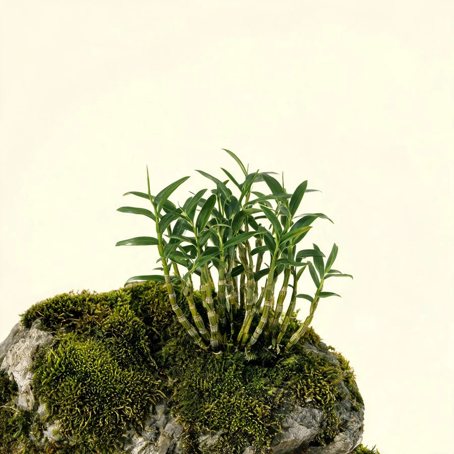 Botanical illustration of Dendrobium nobile in flower, showing its leaves and flowering stem