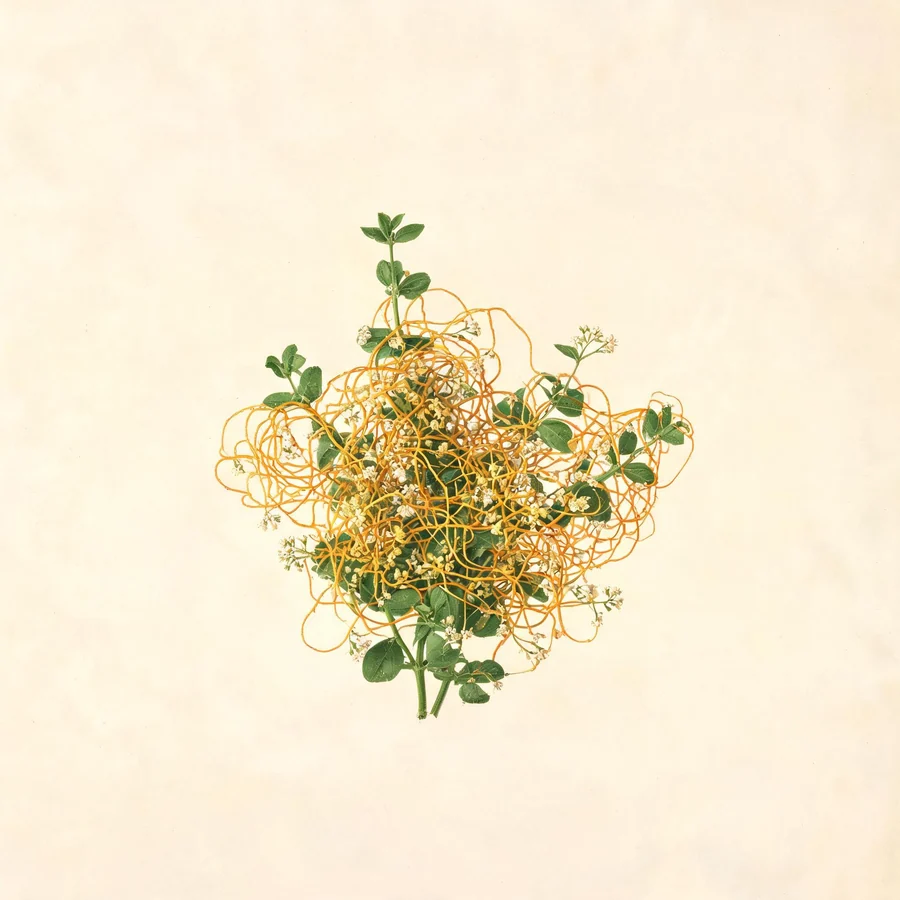 Botanical illustration of Cuscuta chinensis in flower, showing its leaves and flowering stem