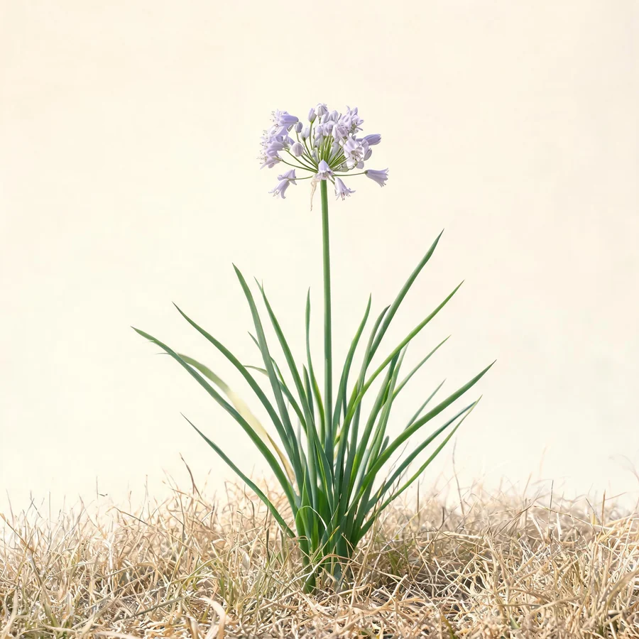 Botanical illustration of Allium macrostemon in flower, showing its leaves and flowering stem