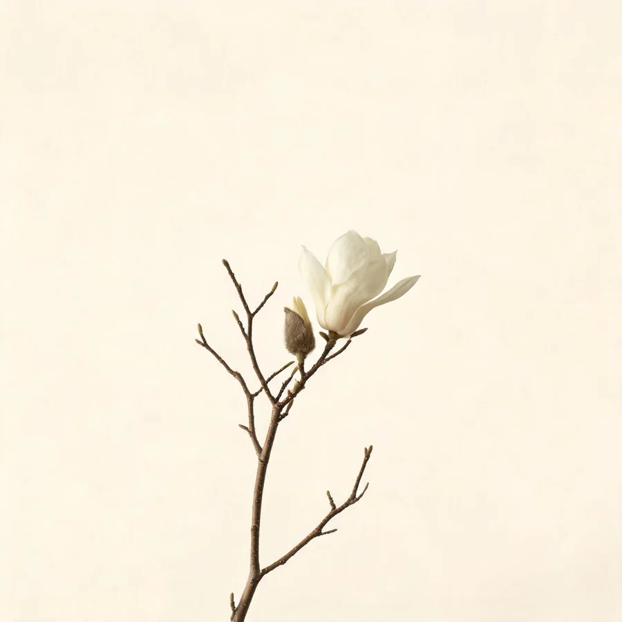 Botanical illustration of Magnolia biondii in flower, showing its leaves and flowering stem
