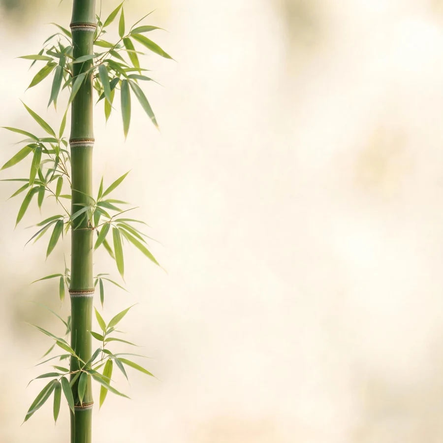 Botanical illustration of Phyllostachys nigra in flower, showing its leaves and flowering stem